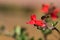 Island Bush Snapdragon Gambelia speciosa flowers, drought tolerant, California native plant, endangered specie