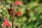 Island Bush Snapdragon Gambelia speciosa flowers, drought tolerant, California native plant, endangered specie