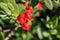 Island Bush Snapdragon Gambelia speciosa flowers, drought tolerant, California native plant, endangered specie