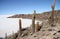 Island with Cactuses in a salt desert of Uyuni in Bolivia