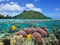 Island coral and fish underwater French Polynesia
