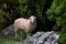 The Island Of Crete. Domestic sheep with a pink spot on the coat, grazing in natural conditions among trees and rocks.