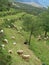 Island of Crete - Sheep and Goats at Pasture