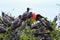 Island of frigate birds