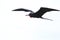 Island of frigate birds