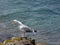 Island full of seagulls in summer, sanctuary