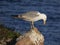 Island full of seagulls in summer, sanctuary