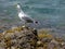 Island full of seagulls in summer, sanctuary