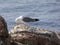 Island full of seagulls in summer, sanctuary