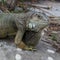 Island, Ko Tao, Thailand, iguana