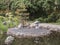 the island in the middle of the pond in the Japanese garden