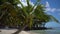 Island palm tree on sandy tropical beach. Dominican Republic