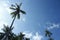 Island Palm Trees Blue Sky Natural Cloudscape