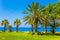 Island in the Southern Mediterranean. Tall slender palm trees and well-groomed green grass lawns. Flock of migratory birds