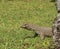 Island Sri Lanka (Ceylon), the big grey monitor