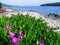 Island Zirje in Dalmatia, region in Croatia, carpbrotus flowers, springtime on Adriatic coast,