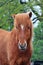 Islandic horse