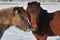 Islandic Horses