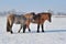 Islandic Horses