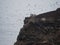 Islas Ballestas Islands pacific rock formation peruvian booby cormorants bird marine wildlife Paracas Peru South America