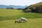 Isle of Iona Scotland uk Scottish island view of sheep with Mull