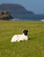 Isle of Mull Scotland uk lamb with black face