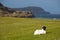 Isle of Mull Scotland uk lamb with black face