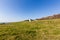 Isle of Wight landscape, St Catherine`s Lighthouse area in sunny