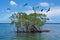 Islet of mangrove with seabird Caribbean sea