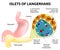 Islets of Langerhans