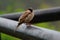 Isloated house sparrow bird sitting in nice blur background hd