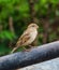 Isloated house sparrow bird sitting in nice blur background hd