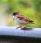 Isloated house sparrow bird sitting in nice blur background hd