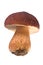 Islolated Boletus edulis