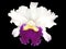 Islolated White and Purple Cattleya orchid with Transparent background