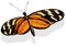 Ismenius Tiger Butterfly
