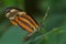 Ismenius Tiger Longwing Butterfly