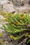 Isocoma Menziesii Sedoides Bloom - Ventura Coast - 071422