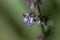 Isodon inflexus flowers.