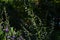 Isodon japonicus flowers. Lamiaceae perennial medicinal herb.
