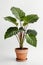 Isolate Alocasia Polly plant against white wall