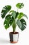 Isolate Alocasia Polly plant against white wall