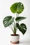 Isolate Alocasia Polly plant against white wall