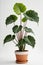 Isolate Alocasia Polly plant against white wall