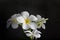 Isolate beautiful charming white flower plumeria