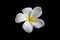 Isolate beautiful charming white flower plumeria