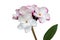 Isolate beautiful charming white flower plumeria bunch on white