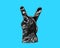 Isolate black rubber glove showing two fingers on blue background. Gesture that rocks or horns