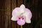 Isolate with clipping path single orchid flower
