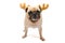 Isolate close-up face of puppy pug dog wearing Reindeer antlers for christmas new year party